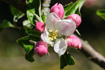 Fototapeta na wymiar Blüten eines Apfelbaums