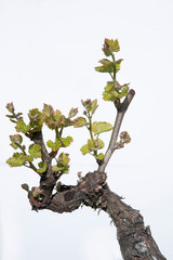 close-up of a wine strain