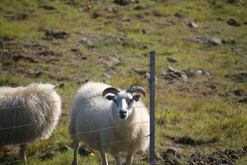 sheep in field