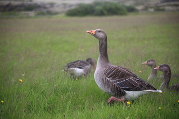 goose on green grass
