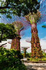 Fototapeta na wymiar Solar Trees in the Gardens by the bay in Singapore. The Solar trees in the supertree grove were added in June, 2013. The gardens are free to enter..