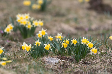 jonquille sauvage dans les Pyrénées
