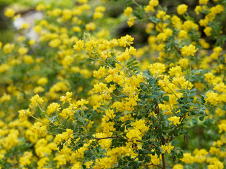 Coronille arbrisseau (Hippocrepis emerus)