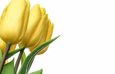 background for greeting card, flowers tulips