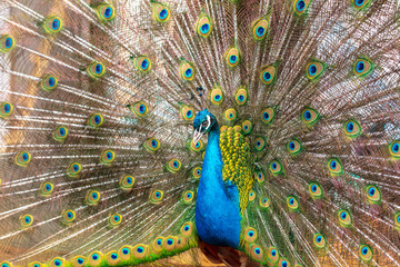 Obraz premium Portrait of a peacock in a zoo