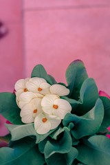 Poi sian flower with green leaf blurred background For nature wallpaper image.