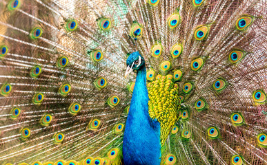 Naklejka premium Portrait of a peacock in a zoo