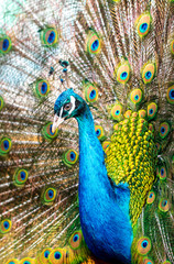 Fototapeta na wymiar Portrait of a peacock in a zoo