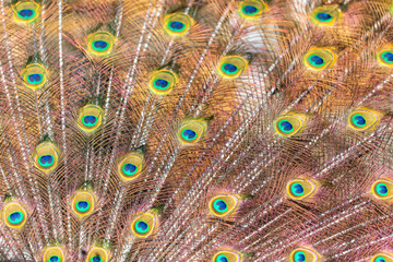 Fototapeta premium Peacock feathers on nature as background