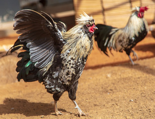 Rooster portrait on the farm