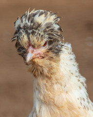 Portrait of chicken on the farm