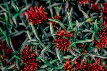 Fototapeta premium spike flower flower with green leaf blurred background For nature wallpaper image.