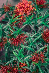 spike flower flower with green leaf blurred background For nature wallpaper image.