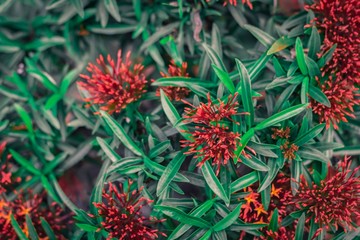 spike flower flower with green leaf blurred background For nature wallpaper image.