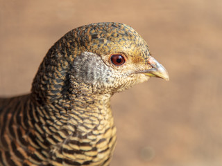 Portrait of a female pheasant in nature