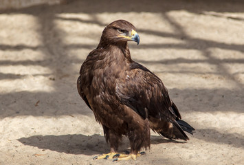 Portrait of an eagle sitting on the ground in the park