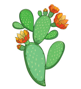 18 323 Best Cactus Opuntia Images Stock Photos Vectors Adobe Stock 18 323 Best Cactus Opuntia Images Stock Photos Vectors Adobe Stock