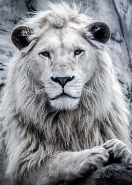 african white lion portrait