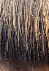 Hair on horse's mane as a background