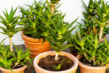 aloe vera plants in pots