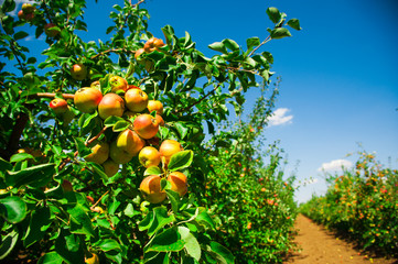 Apples in an apple orchard