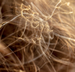 Scorched hair on the head. Macro