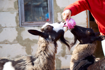 Two goats eating from the hands of a beautiful delicious flower