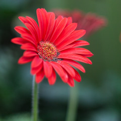 Single Flower