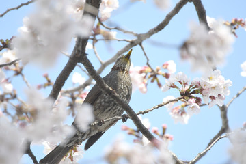 桜とムクドリ