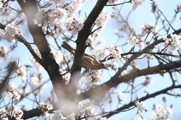 桜とムクドリ