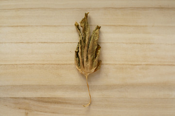 A dried bitter gourd leaf