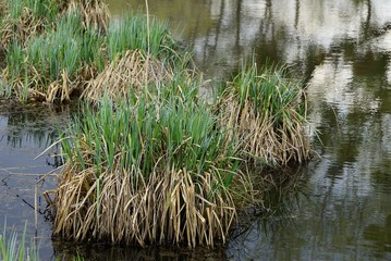 hummocks of green and gray grass in the water of the reservoir