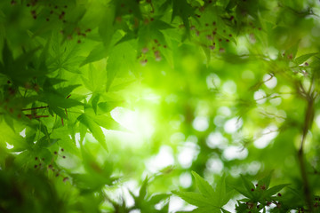 Fototapeta na wymiar Close up beautiful view of nature little maple green leaves on blurred greenery tree background with sunlight in public garden park. It is landscape ecology and copy space for wallpaper and backdrop.