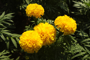 beautiful orange and yellow color flowers in the green parks outdoor and gardens