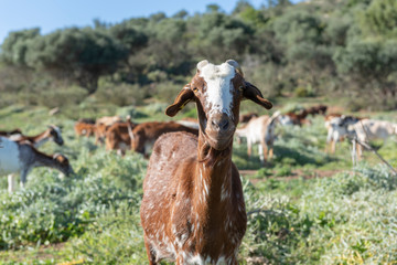 Retrato de una cabra en el campo