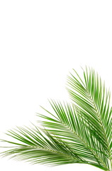 tropical green palm leaves , branches pattern frame on a white background. top view.copy space.abstract.