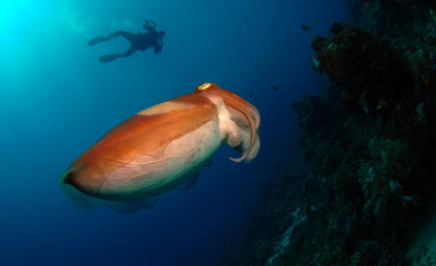 Fototapeta na wymiar Broadclub cuttlefish - Sepia latimanus. Komodo National Park.