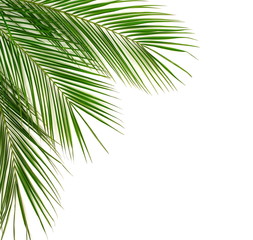 tropical green palm leaves , branches pattern frame on a white background. top view.copy space.abstract.