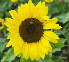 Fototapeta premium beautiful yellow sunflowers in the green parks outdoor and gardens