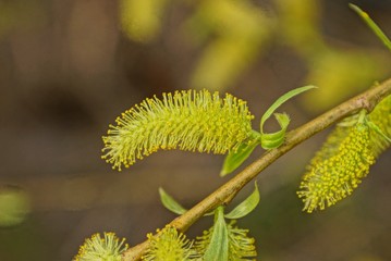 yellow seals on a thin branch with green leaves