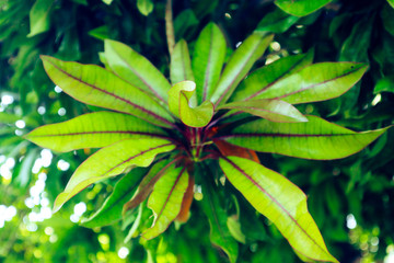 Beautiful green tree, plants, forest and flowers in the outdoor gardens and parks