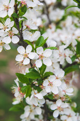 Obraz premium blooming cherry tree in spring time 