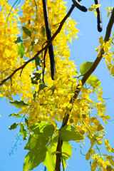 Yellow Cassia bloom in the summer season
