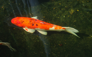 Beautiful red black white and orange colorful Koi fish in the water canal