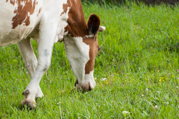 Brown white cow on the street eats green grass.Brown white cow in nature. .brown white cow grasses