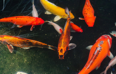 Beautiful red black white and orange colorful Koi fish in the water canal