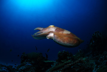 Fototapeta premium Broadclub cuttlefish - Sepia latimanus. Komodo National Park.