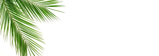 Fototapeta na wymiar Banner tropical green palm leaves , branches pattern frame on a white background. top view.copy space.abstract.