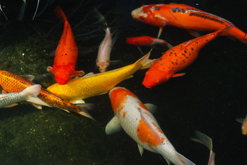 Beautiful red black white and orange colorful Koi fish in the water canal