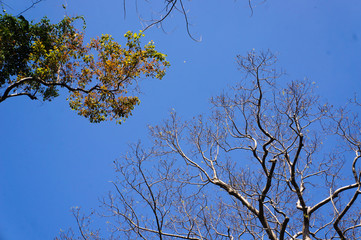 The fallen leaf tree in the summer